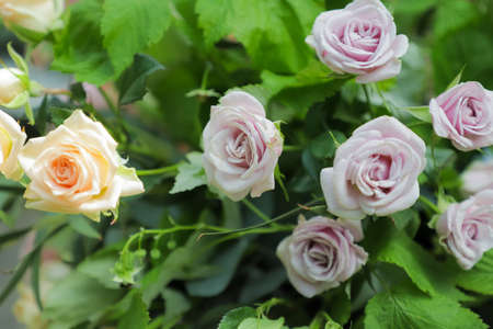 Very beautiful garden roses in pink and orange. Close up.の写真素材