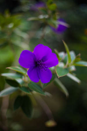 Purple garden flower grown in a greenhouse. Close up.