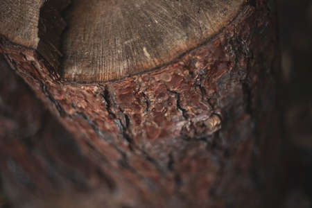 Cut pine and other brown trees in the forest. Close up.の写真素材
