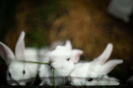 Three beautiful white rabbits in a cage, one of them is eating grass. Focus on the cute nose.の写真素材