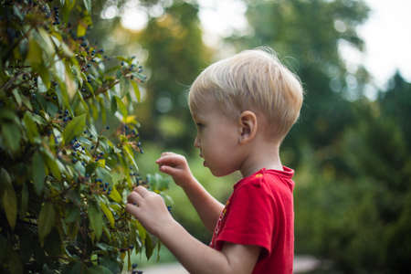 A little blond boy collects black wild berries.A little blond boy collects black wild berries.