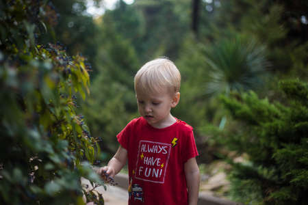 A little blond boy collects black wild berries.A little blond boy collects black wild berries.の写真素材