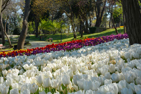 Spring season, White and purple tulips. Focused on some white tulips. tulip festival istanbulの写真素材