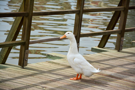 white duck on the wooden pier on the lake in the summer.の写真素材