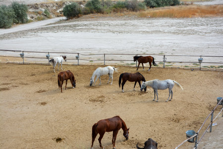 Horses on the farm. Horses grazing on the sand. Horses in the paddock.の写真素材