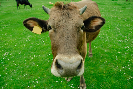 Head of a cow on a green meadow in the Netherlands.の写真素材