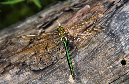 dragonfly close upの写真素材