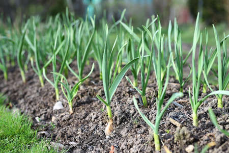 young plantsの写真素材