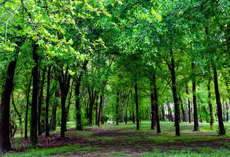 Forest Trees Pathway Green Canopyの写真素材