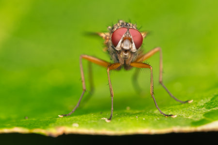 Extreme Macro of a Fly with Red Eyesの写真素材