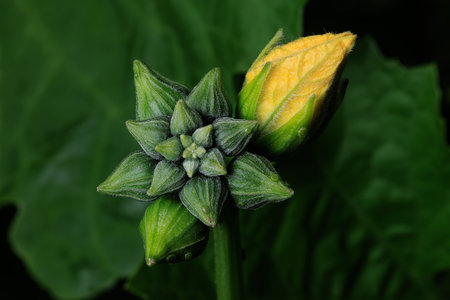Luffa Plant Buds and Yellow Blossomの写真素材