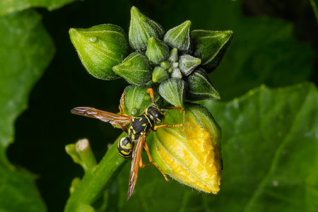 Wasp on Luffa Flower Bud with Dropletsの写真素材