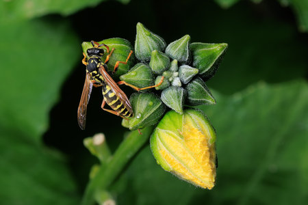 Wasp on Luffa Plant Budsの写真素材