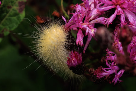 Fuzzy Yellow Caterpillar on Pink Wildflowersの写真素材