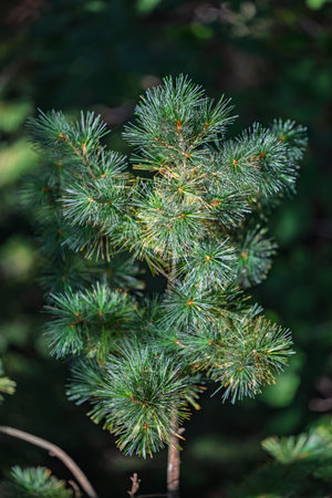 Lush Green Pine Tree Branch Detailの写真素材
