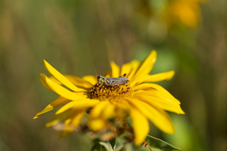 Grasshopper Resting on a Yellow Sunflowerの写真素材