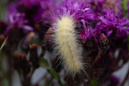 Fuzzy Yellow Caterpillar on Purple Aster Flowersの写真素材