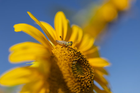 Grasshopper on a Sunflower Against Blue Skyの写真素材