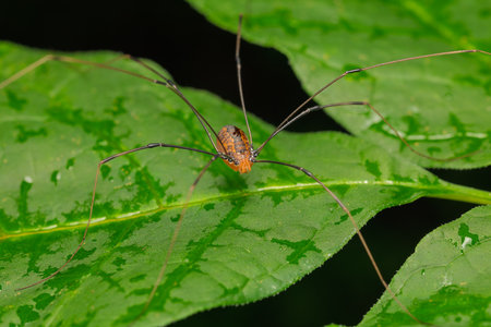 Harvestman Spider on a Wet Green Leafの写真素材