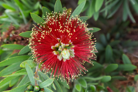 Vibrant Red Bottlebrush Flower from Aboveの写真素材