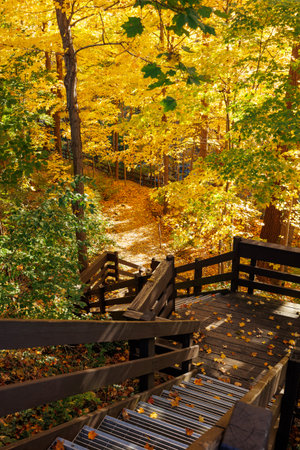 Wooden Staircase into Yellow Autumn Forestの写真素材