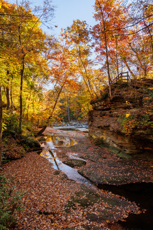 Autumn Creek Bed Covered in Fallen Leavesの写真素材
