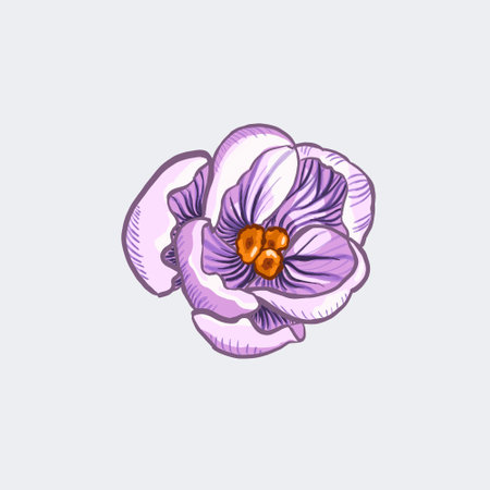 Crocus isolated on white background. Spring purple crocuse side view.の写真素材