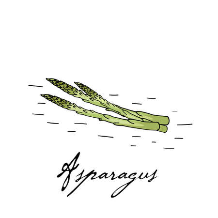 Poster with hand drawn asparagus isolate on a white background. Vector icons in sketch style. Hand drawn objectsのイラスト素材