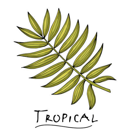 A tropical or forest pinnate leaf with many shades of green, ovoid type with cuts. Sketch inscription topical. Isolated on a white background.のイラスト素材