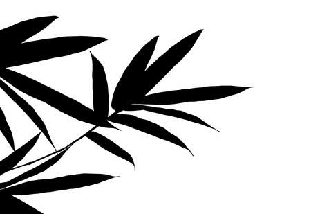 Bamboo leaf composition in design. Vector romantic landscape with bamboo trees on a white and gray background, and various attractive colors make an exclusive designの写真素材