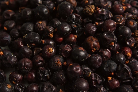 juniperの写真素材