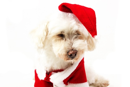 dog dressed as Santa Claus