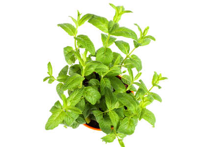 Basil isolated on white background
