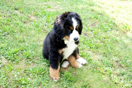 Puppy dog bernese mountain dog in the gardenの写真素材