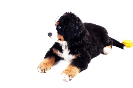 Puppy dog bernese mountain dog on a white backgroundの写真素材