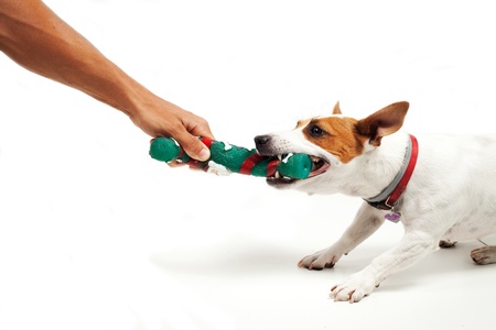 Jack Russell Terrier  dog that play with the master on a white background