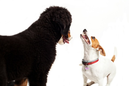 two dog play on a white background  Bernese mountain dog and jack russel