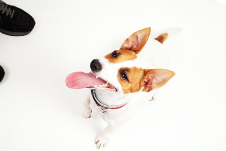 Jack Russell Terrier  dog on a white backgroundの写真素材