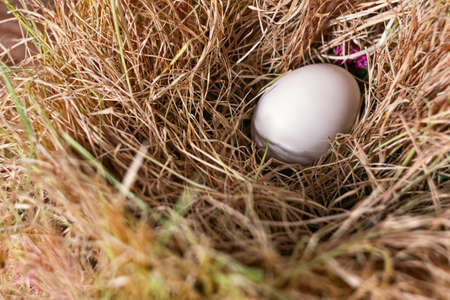 White egg in a nest of hayの写真素材