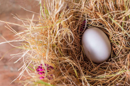 White egg in a nest of hayの写真素材