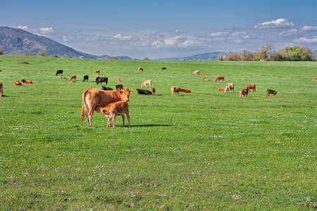 cow with her puppy in a Italian prairieの写真素材