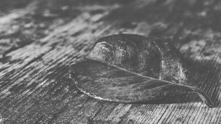 red leaf on an old wooden baseの写真素材