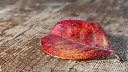 red leaf on an old wooden baseの写真素材