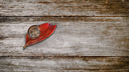 snail on a red leaf and wood baseの写真素材
