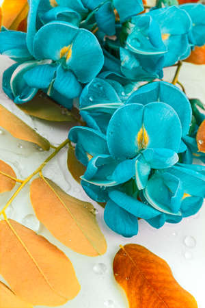 Particular of colorful flowers with drops of waterの写真素材