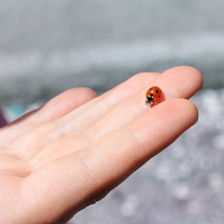 ladybug in human handの写真素材