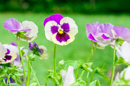 violet flower with monkey face in gardenの写真素材