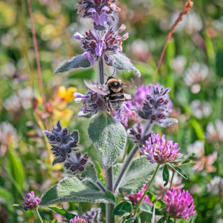 bee pollinating a flower