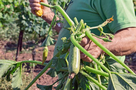 farmer collect courgette in vegetable gardenの写真素材