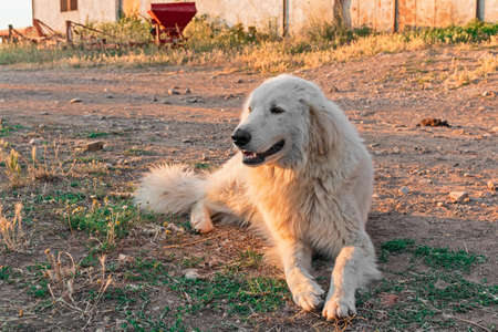 alone Maremma Sheepdog in outdoorの写真素材